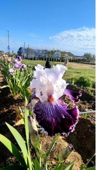 Продаж великої земельної ділянки 2,5 Га