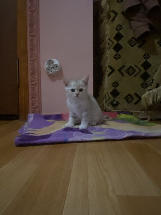 Прямовухий британець