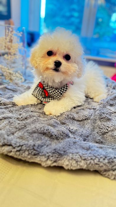 Bichon Frise FCI – dziewczynka gotowa do odbioru Petit Chou-Fleur