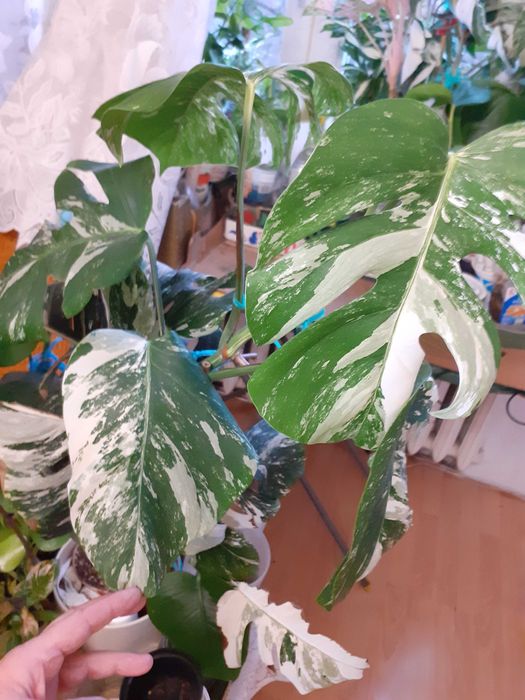 Pędówka z BIAŁA Monstera Variegata do sadzenia w doniczkę