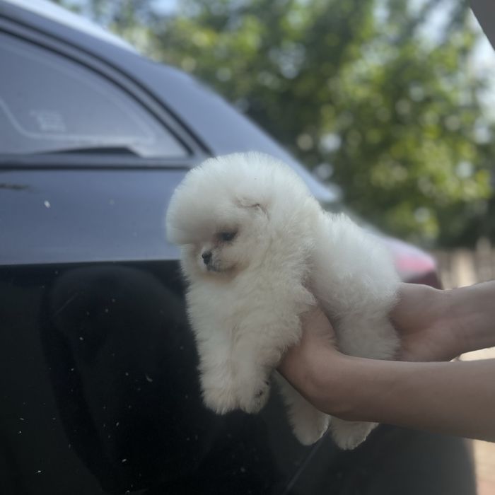 Ведмедик шоу класу хлопчик