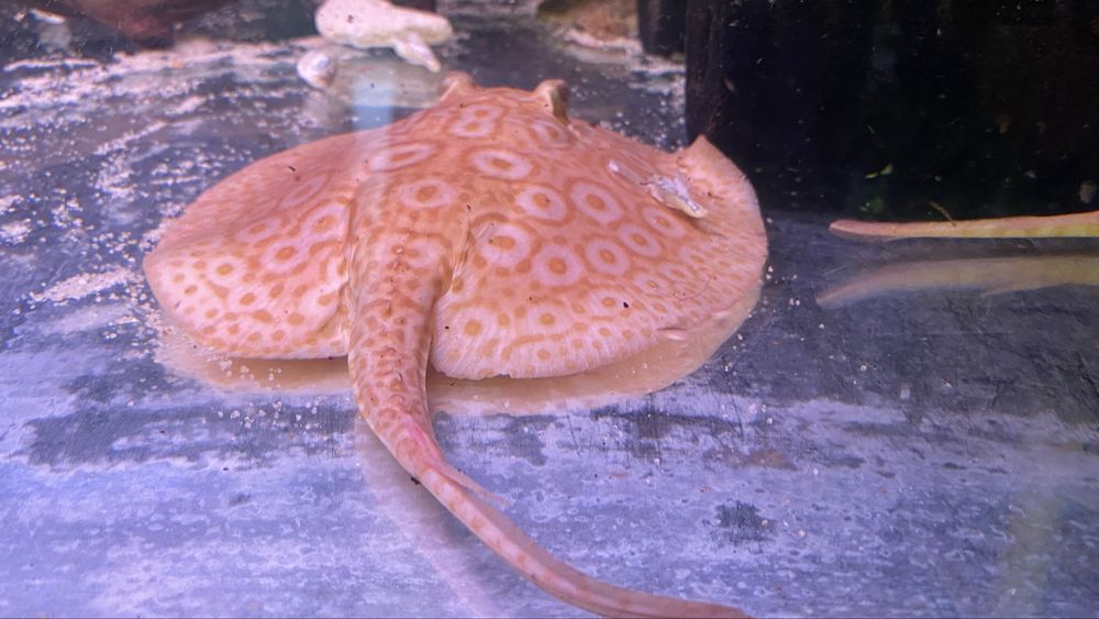 TABU Potamotrygon pearl jabutti albino