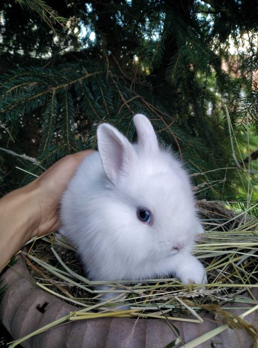 Кроленята декоративні, карликові кролики, кролик декоративний