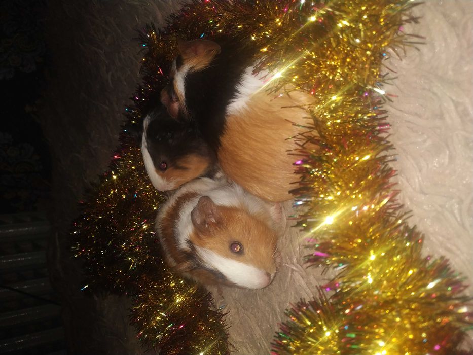 Морська свинка.    .