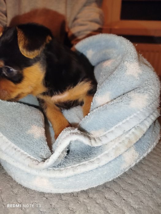 Pińczerki miniaturowe