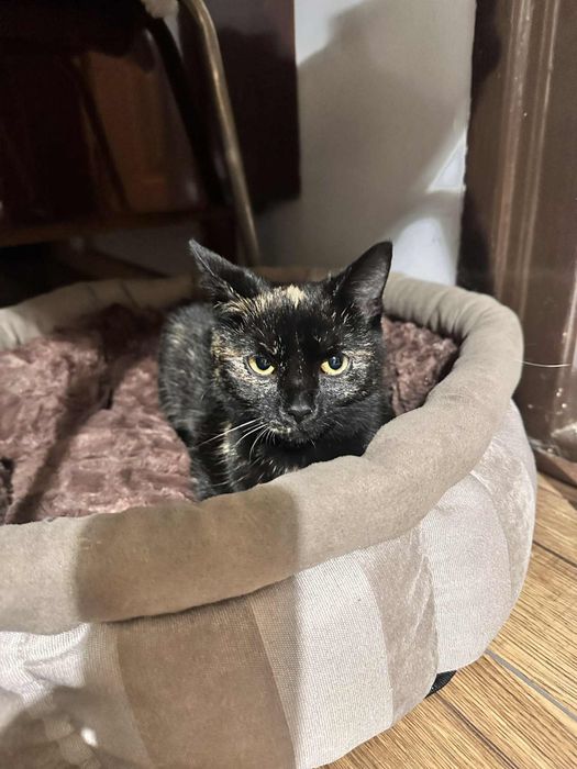 Kicia Shakira szuka domu