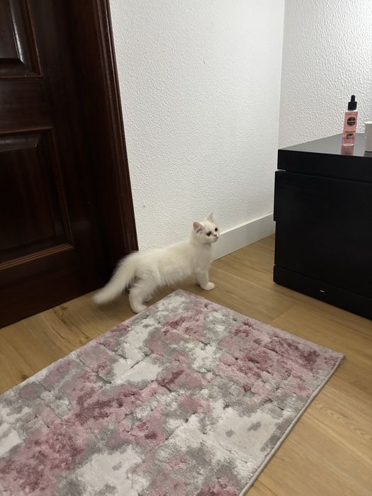 Gatinha persa meiga e pura