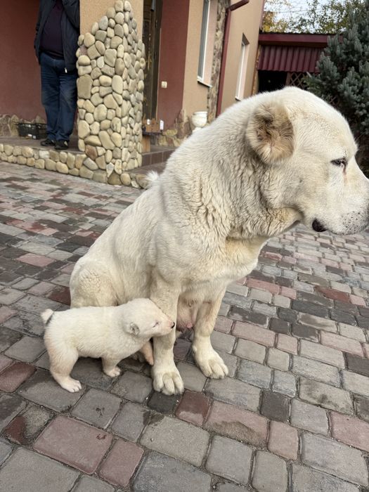продаю цуценят алабая САО