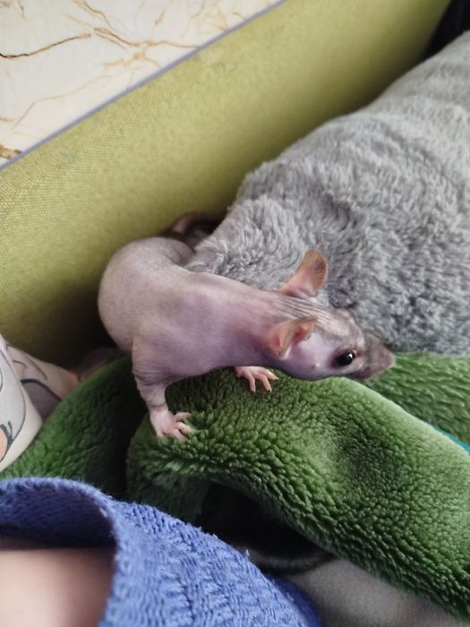 Щури декоративні ручні криси домашні гризуни