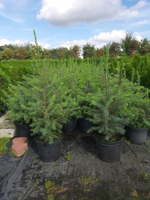 Świerk Serbski 60-70 cm w doniczce c5, 35,00 zł