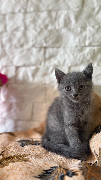 Маленькі милі кошенятка