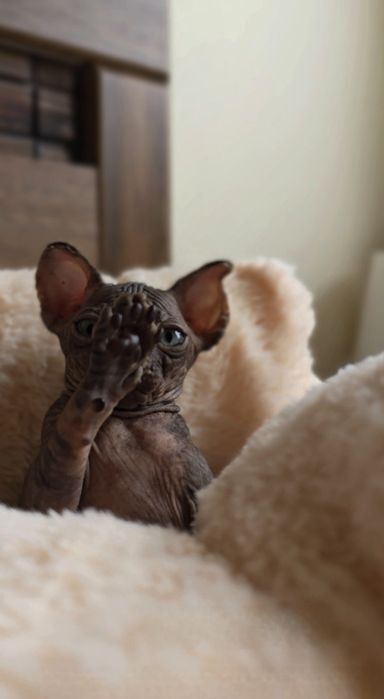 Przepiękny kocurek ciemna czekolada.kot sfinks sphynx