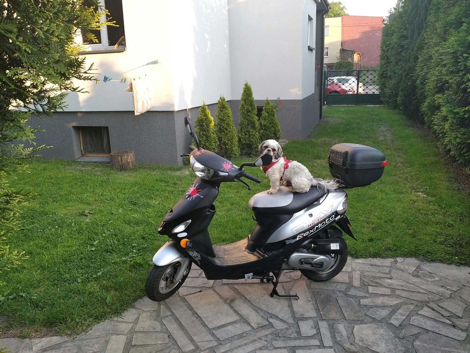Rex