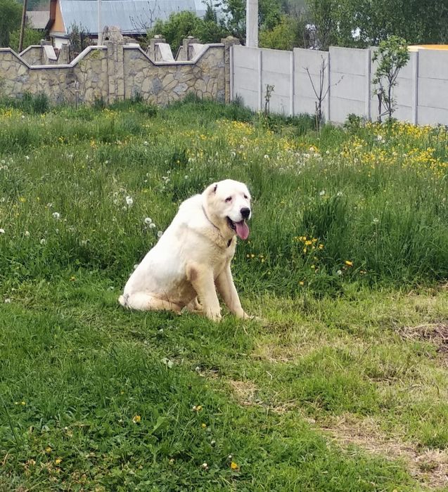 В'язка. Середньоазіатська вівчарка (Алабай). Деталі по тел.