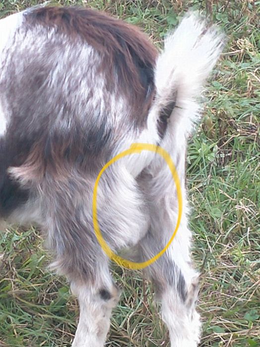 Козлик на злучку 12 міс   покривав 3х коз