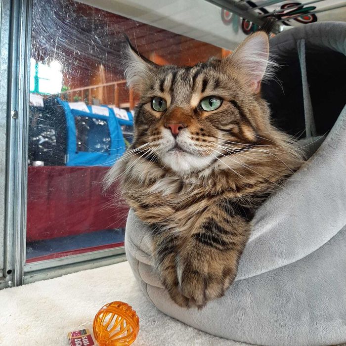 Klopsik kocurek Maine Coon