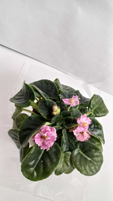 Рожева фіалка кімнатна рослина