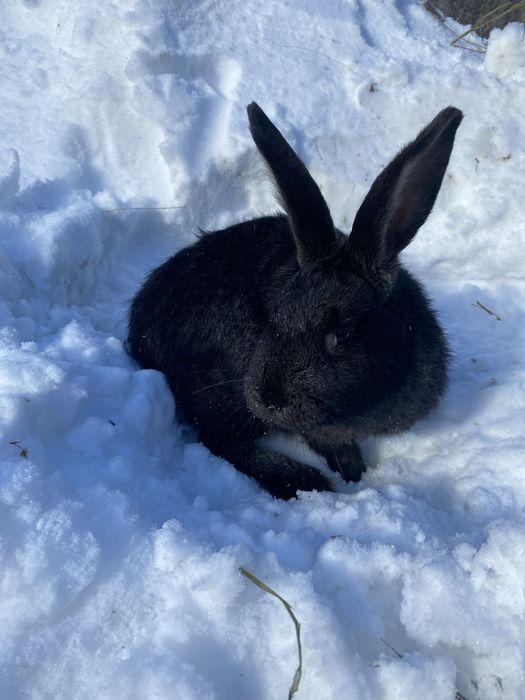 Продам кролів