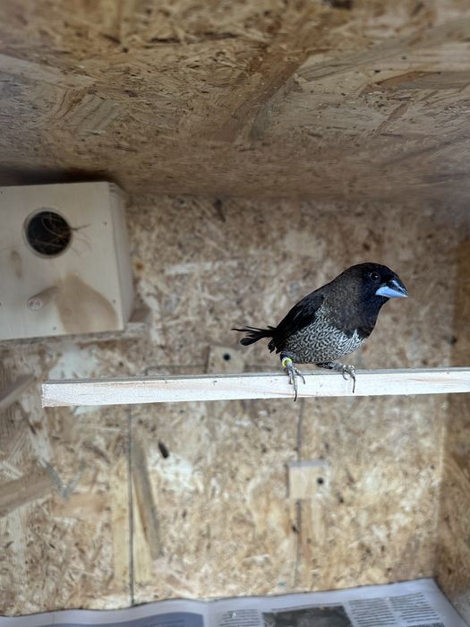 Bengalins do japão para ceder