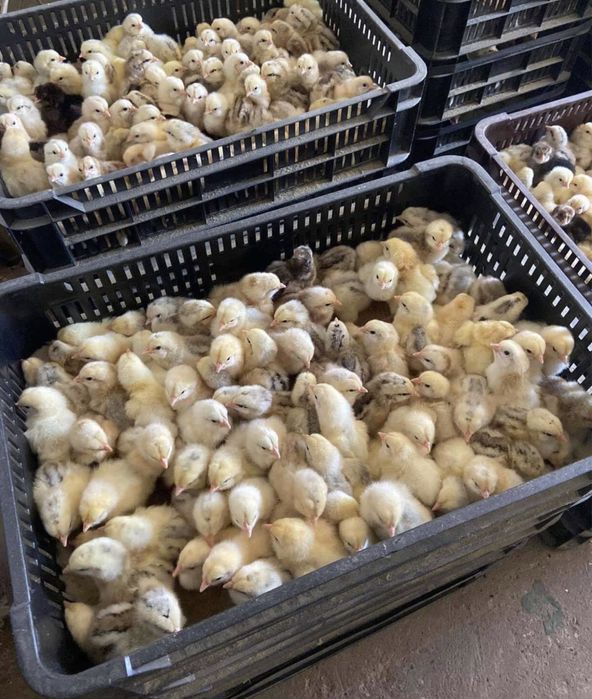 Птиця каченята курчата гуси кури