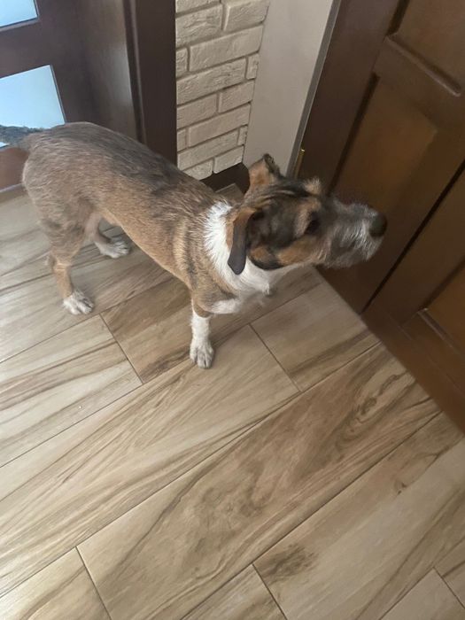 Oddam psa w dobre rece