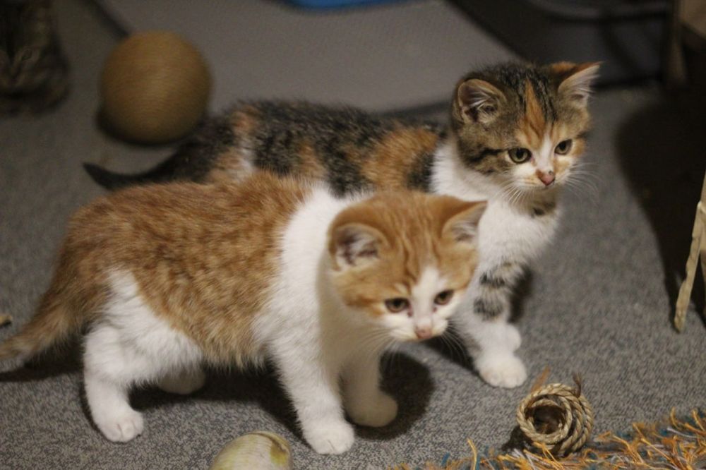 Котята в поисках дома
