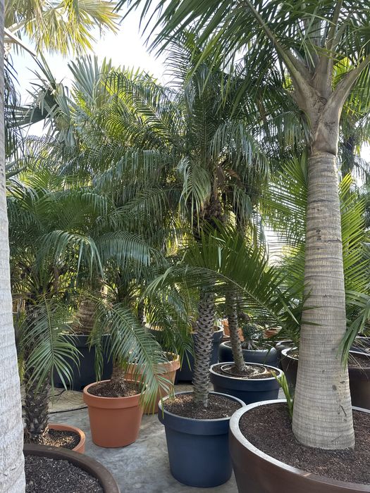 Phoenix Roebellenii 50-300cm - Palmeiras
