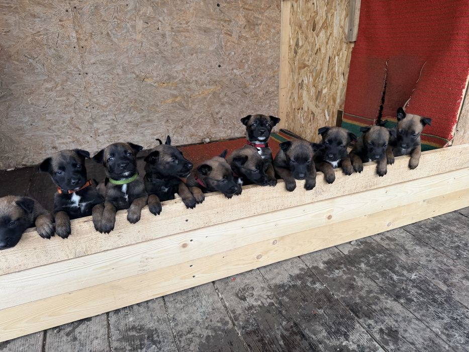 Малінуа. Бельгійська вівчарка