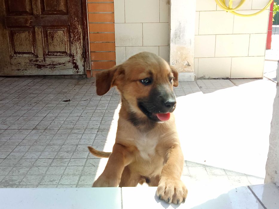 Cachorros pra adoção