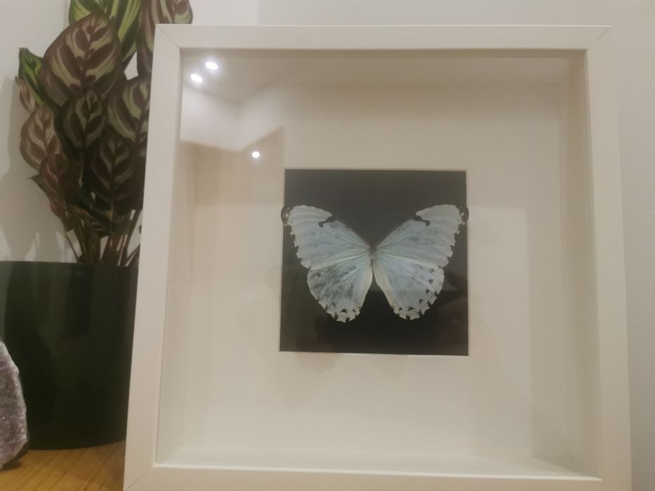 Borboleta real Catenaria White