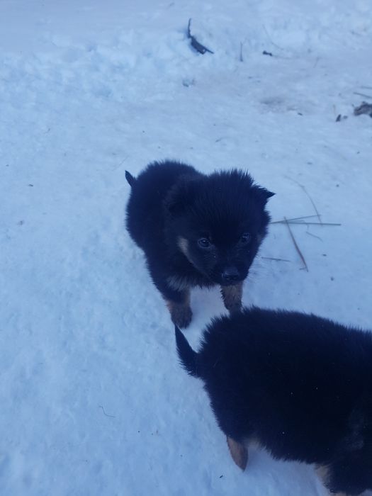 Отдам щенков 1 мес