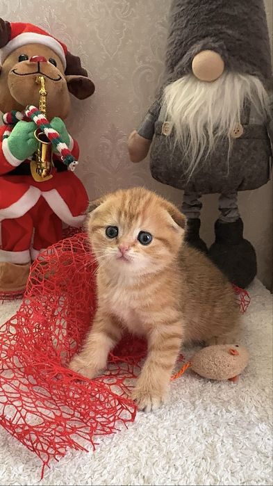 Продам грайливих кошенят