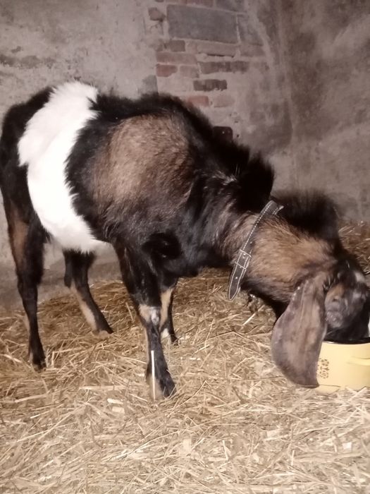 Koziołek do krycia kóz, nie na sprzedaż.