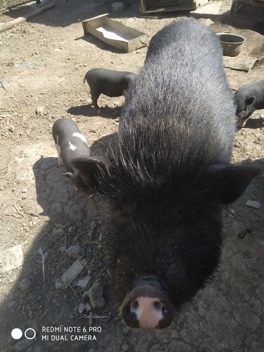 В*єтнамські поросята .льошки з поросятами