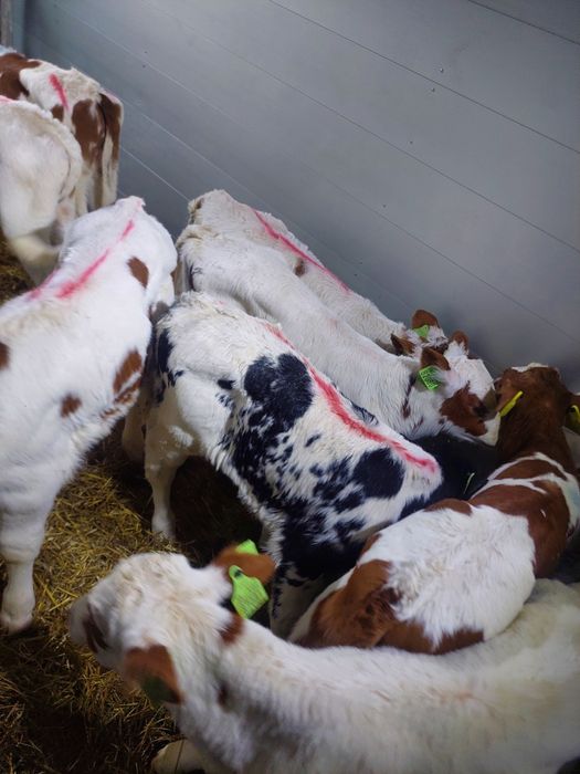 Sikórz byczki miesne cieleta