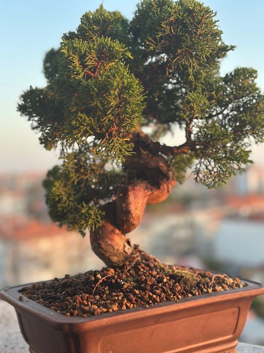 Bonsai Juniperus Itoigawa, 27 anos, do Japão