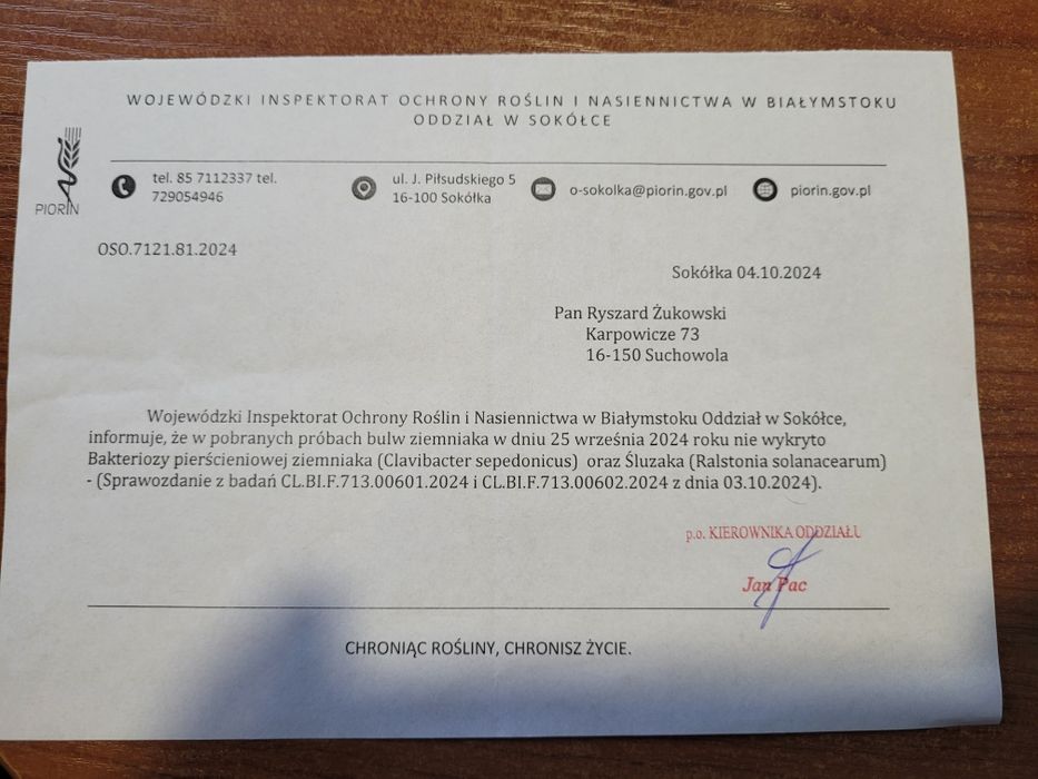 Ziemniaki jadalne duże