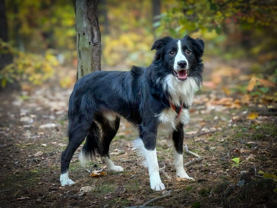 Roczny border collie szuka domu