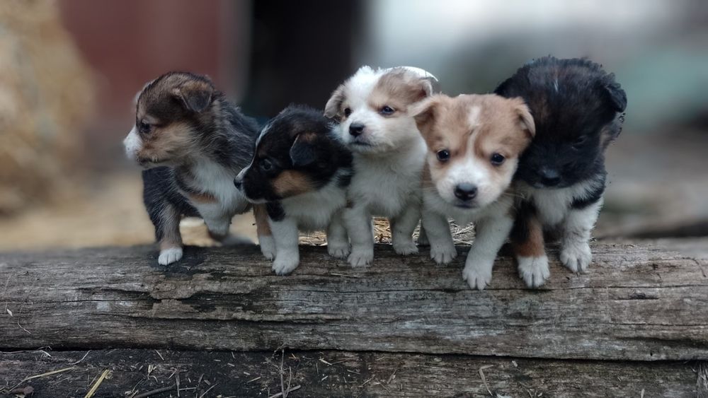 Чарівні цуценята готові стати вашим найкращим другом!