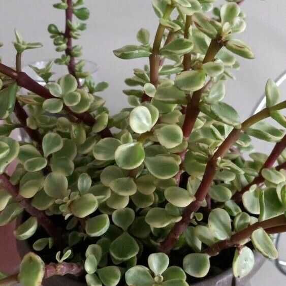 Planta - Arbusto de Elefante