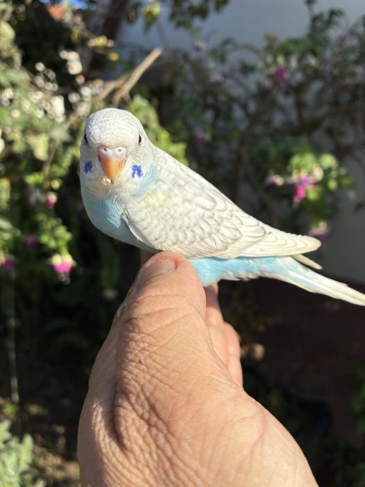 Fantastico Periquito domesticado - baixa de preço