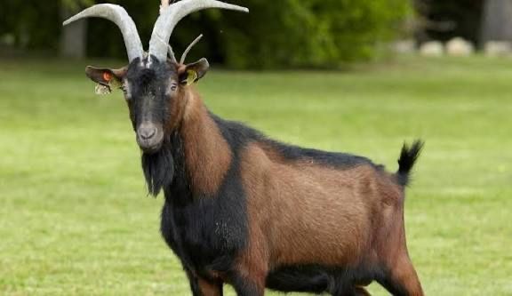 Продаж дорослих козлів альпійської породи