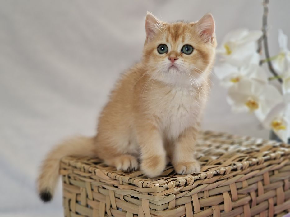 Розплідник пропонує кошенят золотої британської шиншили