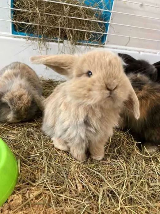 Coelhos Anões Mini Loop (Loja Profissional)