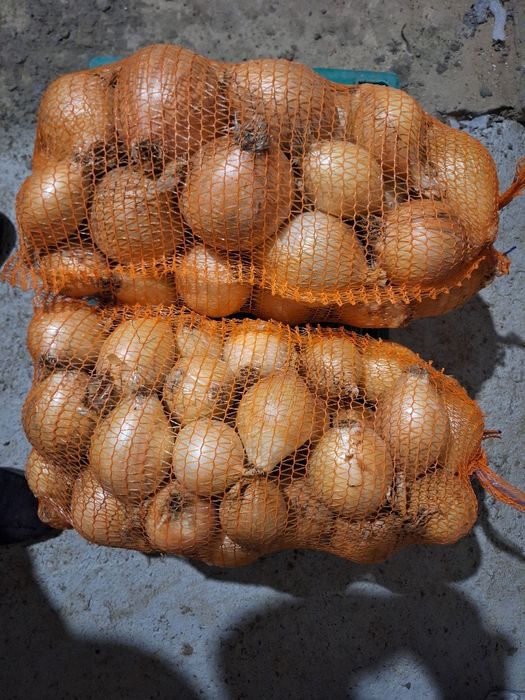 Cebula cukrowa biała