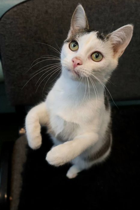 Towarzyski kocurek Taco szuka domu