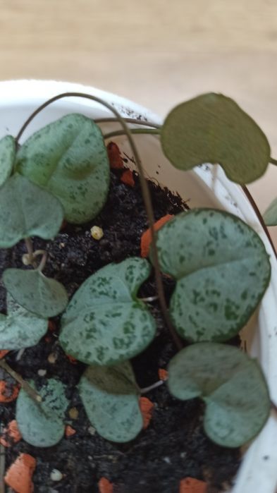 Церопегия вуда. Укоренённые растения.