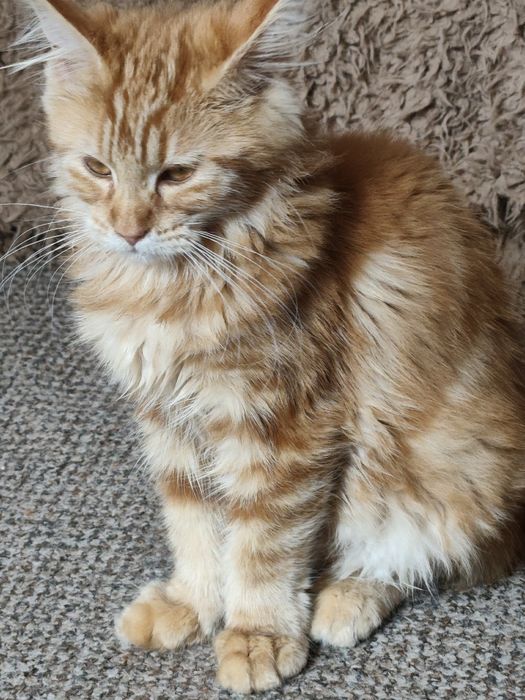 Dziewczynka Maine Coon