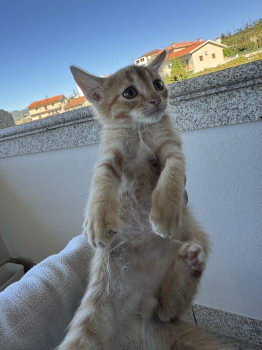 3 gatinhos para adoção