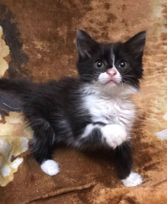Маленькие котята бесплатно